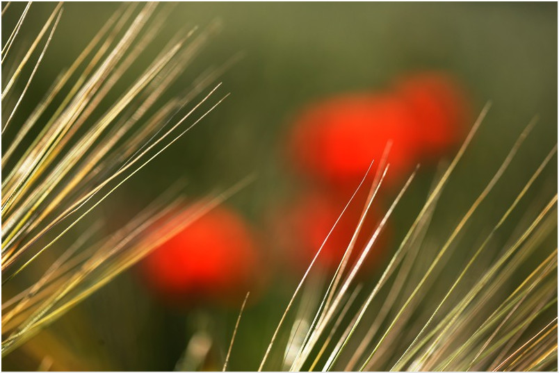Photo by: Rafal Jablonski